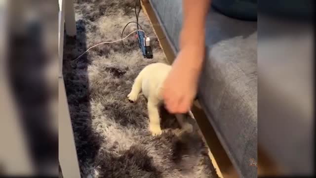 FUNNY BABY DOGS