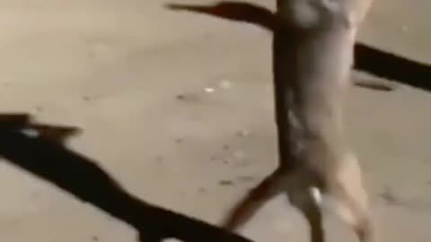 Dogs dance