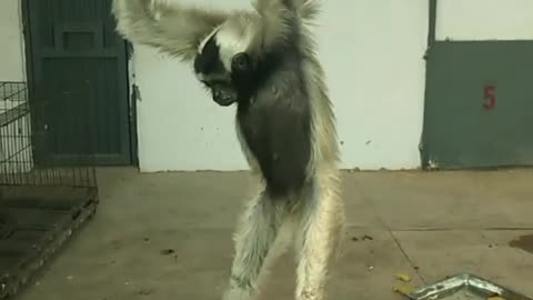 monkeys