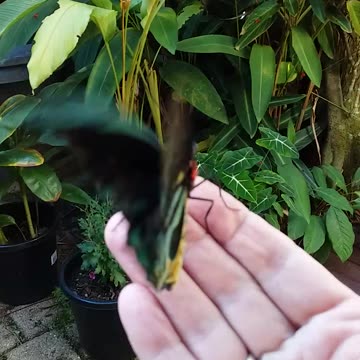 26.6.2023 Random Kuranda