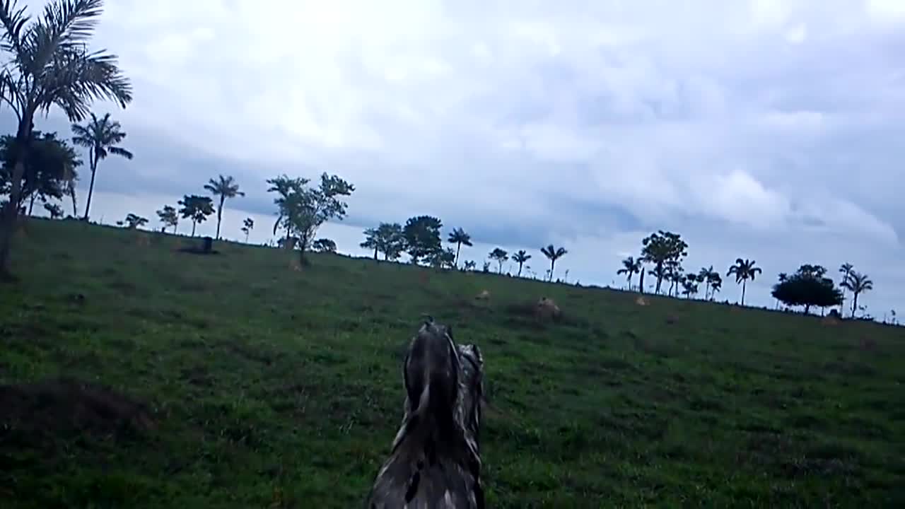 Urutau Bird hatching