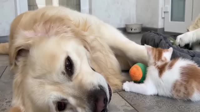 Funny Animal Videos 2022 π - Best Dogs Videos πΊπ3