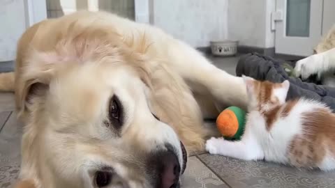 Funny Animal Videos 2022 😂 - Best Dogs Videos 😺😍3
