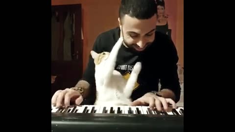 COMÉDIA - Gatinho se acariciando ao som do Teclado