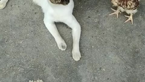 Cat and hen funny moments 🤣🤣🤣