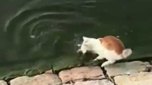 Fishing Video || WTF Moment