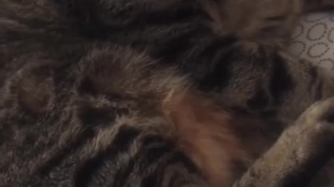 Cute Cats Sleeping #37