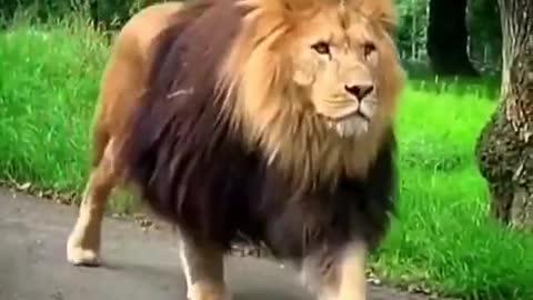Best Lion attitude