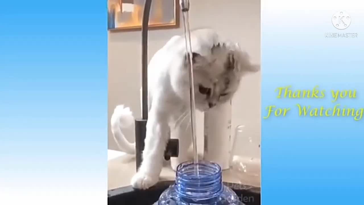 Funny animals compilation part-4|#shorts #youtube short|Fun All Time