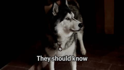 Husky YELLS AT EVERYONE UNTIL THEY RISE AND LEAVE and CHASES THEM!