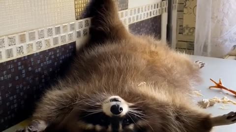 🙏❤️🎉🎉🎉🎊🎊🎊️SWEET AND FUNNY ANIMALS SHOTS 🙏❤️❤️🎉🎉🎉🎊🎊🎊