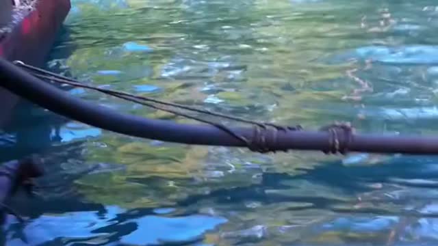 Ikan