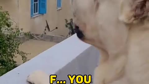 See this talking dogyz...
