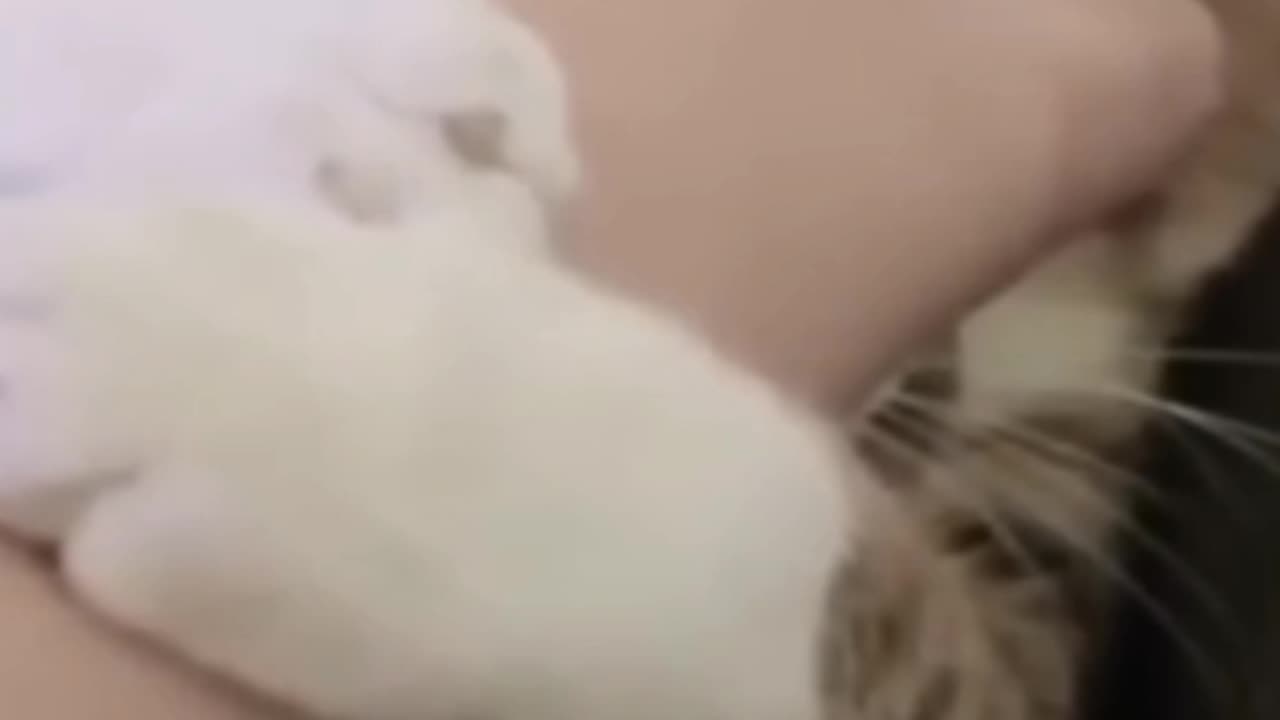 Funny Animals That Will Brighten Your Day😍Funniest Animals 2023😊