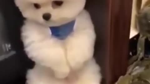 Cute And Funny Pomeranian Scared Moment | Smart Dog | Lovely Pet