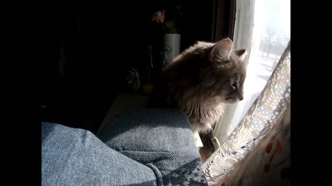 Clouse the Cat
