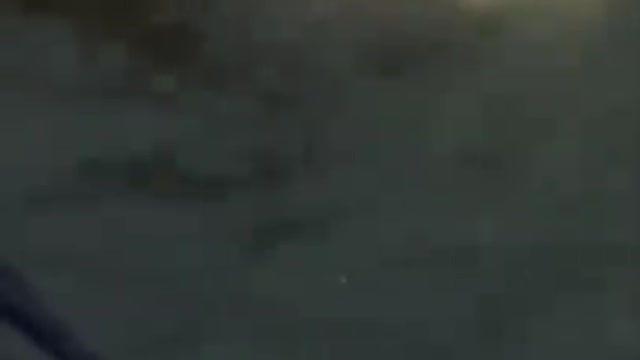 FUNNY DOGS TIK TOK COMPILATION