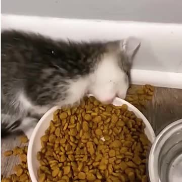 Cats, funny sweet cats keep on coming