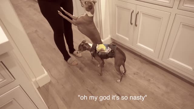 I Filmed My Dog Whenever He Cried Or Was Nasty For 24 Hours