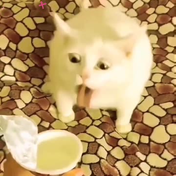 Fanny Cat Video And Cute Cat Video