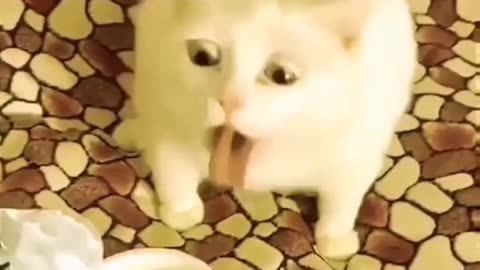 Fanny Cat Video And Cute Cat Video