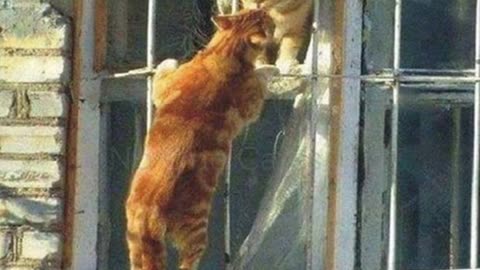 Romeo and Juliet funny
