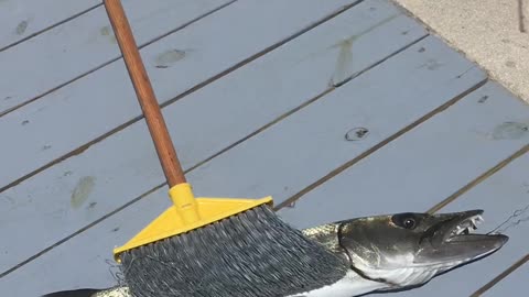 Catching a Baracuda Fish in DelRay Florida