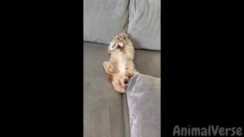 🐾Dogs and Cats That Will Make You Laugh All Day😂🐶🐱