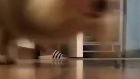 funny dog puppy run