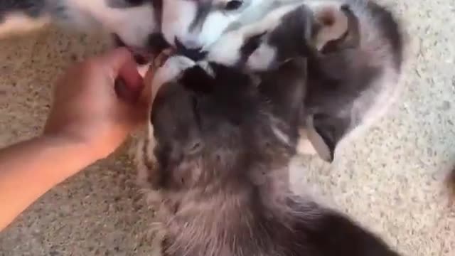 husky cuteness overloaded