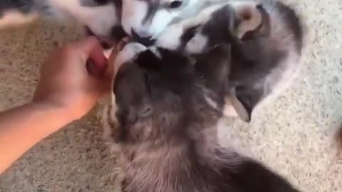 husky cuteness overloaded