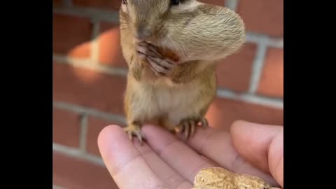 little rabbit