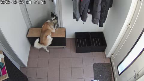 Husky Escapes With a Little Help From His Friend