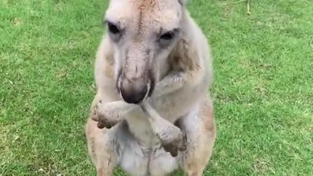 Head kangaroo