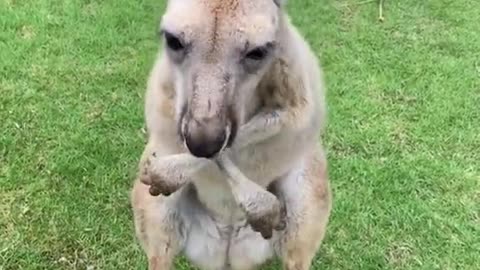 Head kangaroo