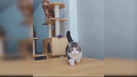 qute funny cats 😺🤫 videos