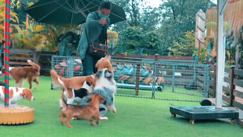 Animal Footage Dogs And Puppies Beautiful Video