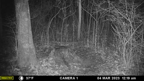 Cat attacking a coon on a tree