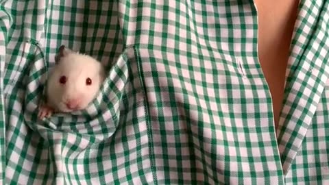 Love with pet animal video