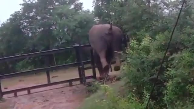 The elephant, so big and so agile