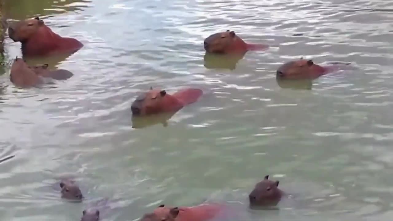 Capybaras Love Swimming