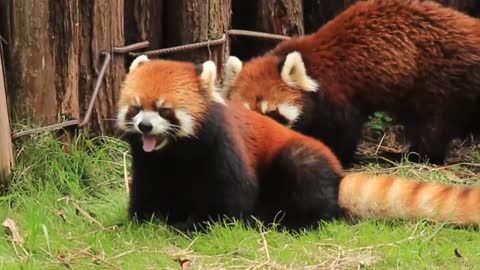 The red panda is even cuter with its little tongue