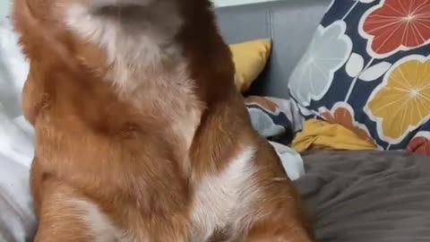 I don't think anyone would say no to these pets