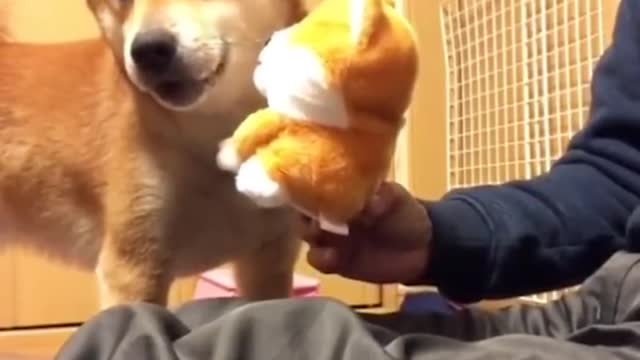Cat and dog funny video