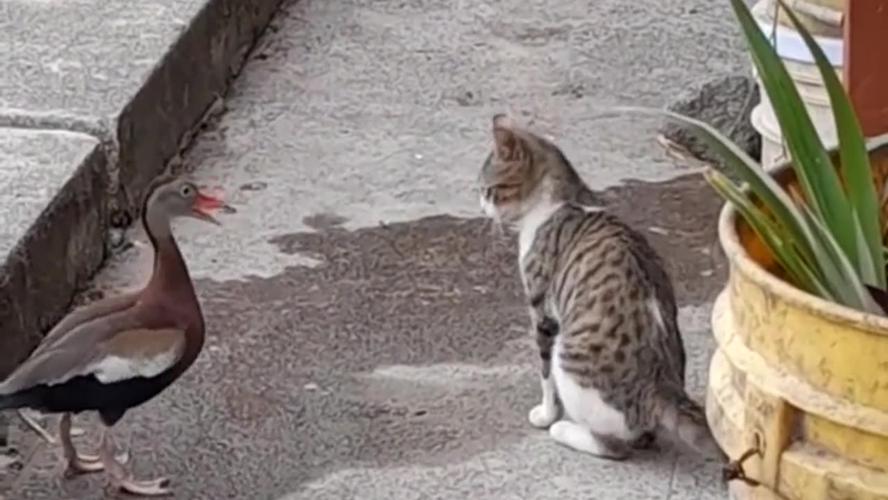 Le monde des animaux