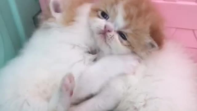 OMG So Cute Cats ♥ Best Funny Cat ❤️🐈Videos 2021 #shorts