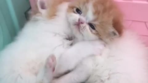 OMG So Cute Cats ♥ Best Funny Cat ❤️🐈Videos 2021 #shorts
