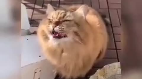 Cats video __ cute cats funny video