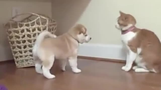 Cat unimpressed by Shiba Inu puppy.