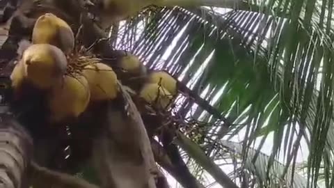 Smart Kingkong